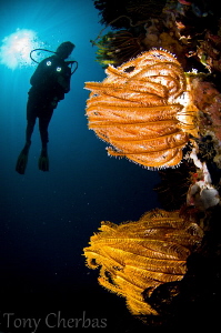 Fire Underwater: Backlit + Frontlit Crinoids by Tony Cherbas 